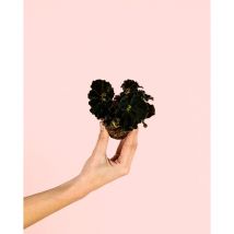 Begonia Rex Dark Mini Plantas Naturales Interior Pur Plant