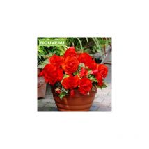 Begonia superba fleurs geantes - 3 bulbes
