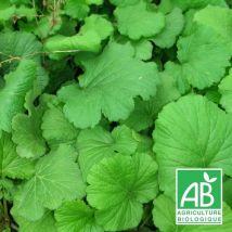 Benoîte commune BIO/Lot de 3 godets