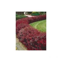Berberis thunbergii 'Atropurpurea' pianta da siepe in vaso 10 cm