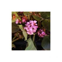 Bergénia à feuilles cordées cordifolia | Conditionnement: Lot de 3 godets