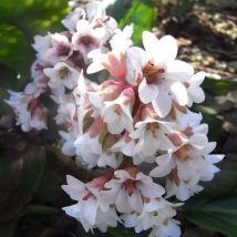 Plantes Avenue - Bergénia Bressingham White | Conditionnement: Lot de 5 godets