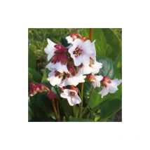 Plantes Avenue - Bergénia Harzkristall | Conditionnement: Lot de 5 godets