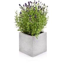 Beske-Manufaktur Beton Blumentopf Kubik M 17x17x17cm Pflanztopf Blumenkübel Pflanzgefäß