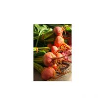 Betterave Burpees Golden - 4g