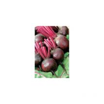 Betterave de detroit amelioree - 10 g - Graines