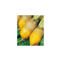 Betterave jaune geante de vauriac - 250 g - graines