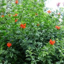 Bignone du Cap/Pot de 3L