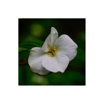 Fausse corète (Rhodotypos scandens)