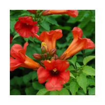 Bignone Summer Jazz Fire - campsis x tagliabuana 3L