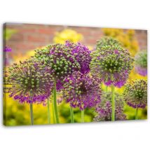 Bild, Zierknoblauch - 120x80
