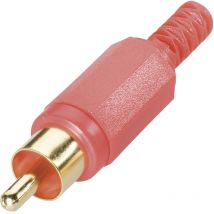 Bkl Electronic 0104008/t Cinch-steckverbinder Stecker, Gerade Polzahl: 2 Weiß 1 St.