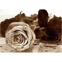 Ag Art - Black and white rose, photo murale intissée, 360x270 cm, 4 parties