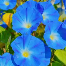 100 Stück Blaue Prunkwinde Samen – Morning Glory Blumensamen Gartenpflanzen Mit Dünger