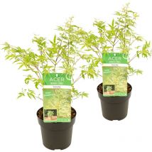 2er-Set - Acer Palmatum Butterfly - Japanischer Ahorn - Buntes Laub - Gartenpflanzen - Winterhart - 40-50 cm Hoch - Topf 15 cm - Bloomique