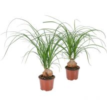 2er-Set - Beaucarnea Nolina - Elefantenfuß - Zimmerpflanzen - Luftreinigend - Tierfreundlich - Pflegeleicht - 30-40 cm Hoch - Topf 12 cm - Bloomique