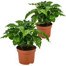 Bloomique - 2er Set - Coffea Arabica - Kaffeepflanze - Pflegeleicht - Luftreinigend - Höhe 20-30 cm - Topf 12 cm