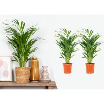2er Set - Dypsis Lutescens - Goldfruchtpalme - Areca Palme - Zimmerpflanzen - Pflegeleicht - Haustierfreundlich - Höhe 60-70 cm - Topf 17 cm