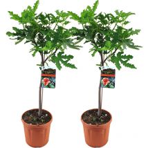 2er-Set - Ficus Carica Brown Turkey - Feigenbaum - Obstbäume - Gartenpflanzen - Winterhart - 80-100 cm Hoch - Topf 21 cm - Bloomique