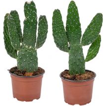 2er-Set - Opuntia Rubescens - Road Kill Kaktus - Kaktuspflanze - Zimmerpflanzen - 20-30 cm Hoch - Topf 12 cm - Bloomique