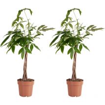2er-Set - Pachira Aquatica - Geldbaum - Wasserkakao - Zimmerpflanzen - Luftreinigend - Pflegeleicht - 80-90 cm hoch - Topf 21 cm - Bloomique