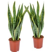 2er Set - Sansevieria Laurentii - Bogenhanf - Sukkulenten - Zimmerpflanzen - Sehr Pflegeleicht - Höhe 60-70 cm - Topf 17 cm - Bloomique