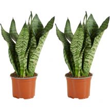 Bloomique - 2er Set - Sansevieria Zeylanica - Bogenhanf - Sukkulenten - Zimmerpflanzen - Sehr Pflegeleicht - Höhe 30-40 cm - Topf 12 cm