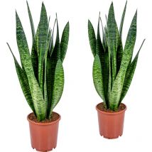 2er Set - Sansevieria Zeylanica - Bogenhanf - Sukkulenten - Zimmerpflanzen - Sehr Pflegeleicht - Höhe 60-70 cm - Topf 17 cm - Bloomique