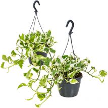 Bloomique - 2er-Set - Scindapsus N-Joy - Efeutute - Hängepflanze - Auch geeignet als Kletterpflanze - Zimmerpflanzen - Luftreinigend - Pflegeleicht
