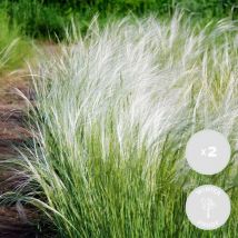 Bloomique - 2er-Set - Stipa Tenuissima Ponytails - Federgras - Ziergras - Gartenpflanzen - Winterhart - Höhe 20-30 cm - Topf 13 cm