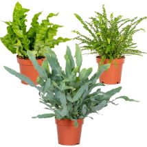 3er-Mix - Luftreinigende Farne - Asplenium, Phlebodium, Nephrolepis - Zimmerpflanzen - 20-30 cm Hoch - Topf 12 cm - Bloomique