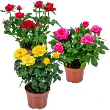 3er-Mix - Topfrosen - Rot, Gelb, Rosa - Für drinnen und draußen geeignet - Zimmerpflanzen - Gartenpflanzen - Terrassenpflanzen - Winterhart - 20-30
