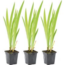 3er Set - Iris Versicolor - Amerikanische Sumpf-Schwertlilie - Teichpflanzen Winterhart - Wasserpflanzen - Zone 1-2 - Höhe 15-25 cm - Topf 9 cm
