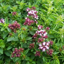 Bloomique - 3er Set - Origanum Vulgare Compactum - Ziermajoran - Gartenpflanzen - Winterhart - Höhe 10-20cm - Topf 9x9cm