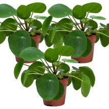 Bloomique - 3er-Set - Pilea Peperomioides - Ufopflanze - Zimmerpflanzen - Luftreinigend - Tierfreundlich - 15-20 cm Hoch - Topf 12 cm