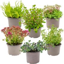Bloomique - 6er-Mix - Steingartenpflanzen-Mix - Felsenpflanzen - Gartenpflanzen - Winterhart - 15-25 cm Hoch - Topf 14 cm