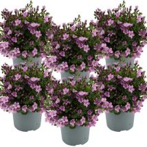 6er-Set - Campanula Ambella Pink - Glockenblume - Bodendecker - Gartenpflanzen - Winterhart - Tierfreundlich - 10-20 cm Hoch - Topf 10,5 cm