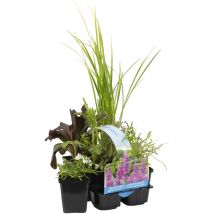 6er Set - Duftende Teichpflanzen - Wasserpflanzen Miniteich - Zone 1 & 2 - Winterhart - Höhe 15-25 cm - Topf 9 cm - Bloomique