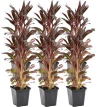 6er Set - Lobelia Queen Victoria - Lobelie - Teichpflanzen Winterhart - Wasserpflanzen - Zone 1-2 - Höhe 10-20 cm - Topf 9 cm - Bloomique
