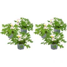 Bloomique - 6er-Set - Pelargonium Graveolens - Zitronengeranie - Anti-Mücken - Duftend - Gartenpflanzen - Höhe 15-30 cm - Topf 10,5 cm