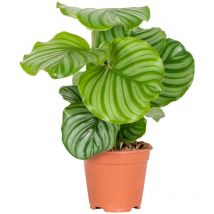 Bloomique - Calathea Orbifolia - Korbmarante -Zimmerpflanzen - Pflegeleicht - Luftreinigend - Haustierfreundlich - Höhe 40-50 cm - Topf 14 cm