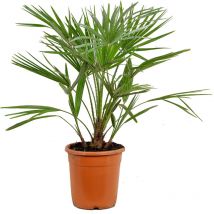 Chamaerops Humilis - Europäische Zwergpalme - Palmen Winterhart Draußen - Höhe 60-70 cm - Topf 21 cm - Bloomique