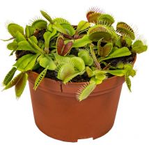 Bloomique - Dionaea Muscipula - Venusfliegenfalle - Fleischfressende Pflanzen - Höhe 10-15 cm - Topf 12 cm