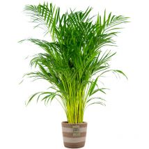 Dypsis Lutescens - Goldfruchtpalme - Areca Palme - Zimmerpflanzen - Pflegeleicht - Haustierfreundlich - Höhe 100-120 cm - Mit Jute Korb 21 cm