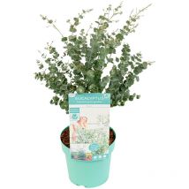 Eukalyptus Gunii Azura - Eukalyptus Pflanze - Winterharte Balkonpflanzen - Gartenpflanzen Winterhart - Höhe 40-60 cm - Topf 19 cm - Bloomique