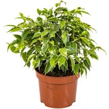 Bloomique - Ficus Benjamina Kinky - Birkenfeige - Zimmerpflanzen - Luftreinigend - Pflegeleicht - 20-30 cm Hoch - Topf 12 cm