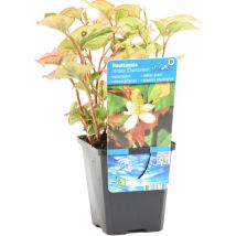 Bloomique - Houttuynia Cordata Chameleon - Buntblatt - Wasserdost - Teichpflanzen - Wasserpflanzen - Winterhart - 10-20 cm Hoch - Topf 9 cm