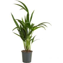 Howea Forsteriana - Kentiapalme - Zimmerpflanzen - Luftreinigend - Haustierfreundlich - 40-60 cm hoch - Topf 13 cm - Bloomique