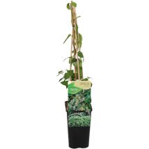 Bloomique - Lonicera Heckrottii Halliana - Japanisches Geißblatt - Weiß, Gelb - Kletterpflanzen - Gartenpflanzen - Winterhart - Topf 15 cm - 70-80 cm