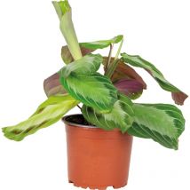 Bloomique - Maranta Silverband - Gebetspflanze - Zimmerpflanzen - Luftreinigend - Höhe 10-15 cm - Topf 12 cm